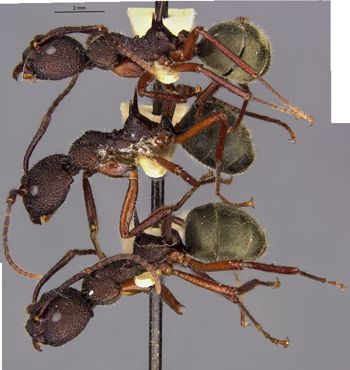 Media type: image;   Entomology 21168 Aspect: hala